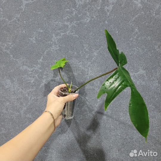 Филодендрон гитаровидный