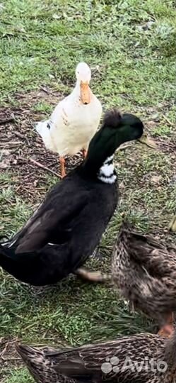 Утка хохлатая селезень или обмен на самку/ утку