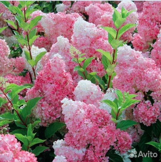 Гортензия Ванила фрайз