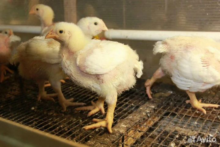 Цыплята бройлеры кобб 500