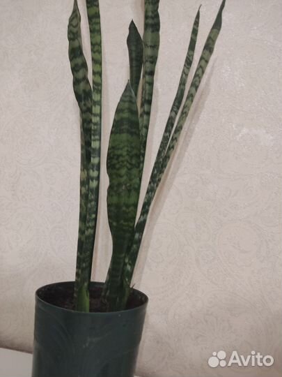 Сансевиерия