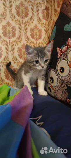 Котята малыши в дар