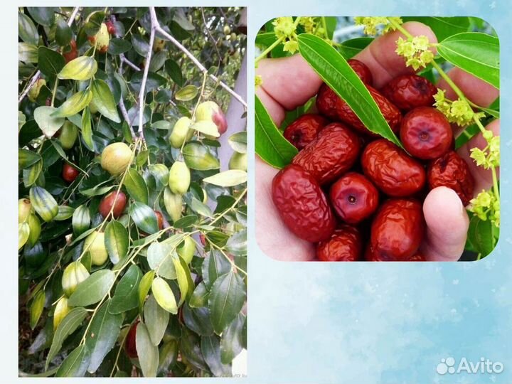 Зизифус (Унаби) Китайский Финик