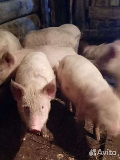 Поросята