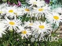 Лилии.Ромашка