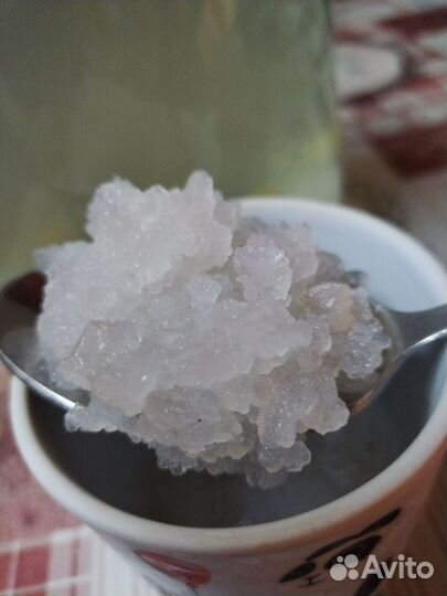 Морской индийский рис (рисовый гриб)