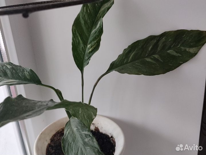 Спатифиллум джемени