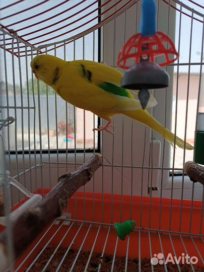 Волнистый попугай с клеткой
