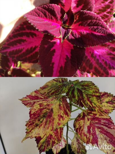 Аптения сердцелистная, колеус, герань и др