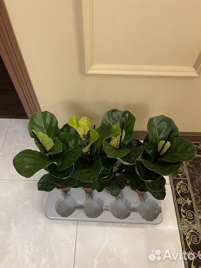 Фикус лирата бамбино