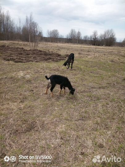 Козы дойные