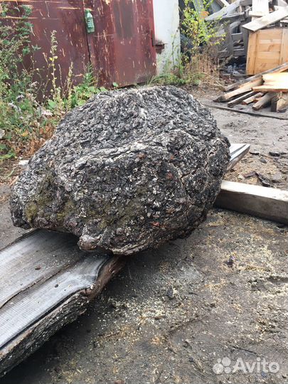 Сувель березовый