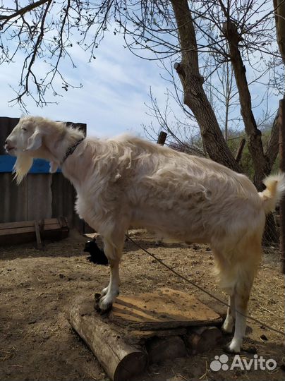 Козы и козёл