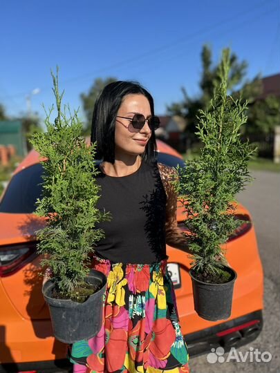 Туя колумна