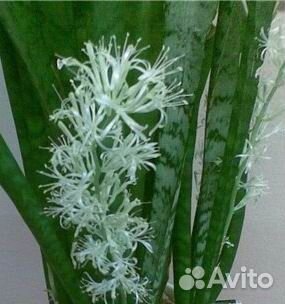 Щучий хвост, он же тещин язык