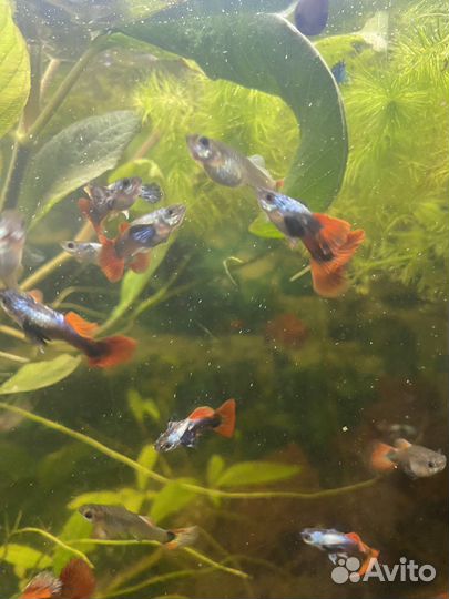 Аквариумные рыбки Гуппи и меченосцы