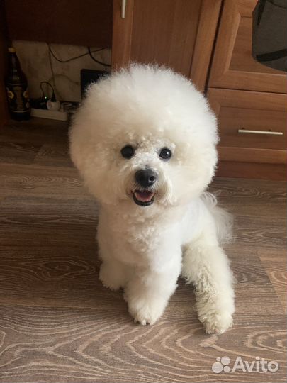 Бишон фризе. Вязка