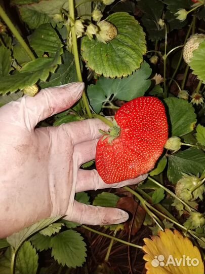 Клубника рассада