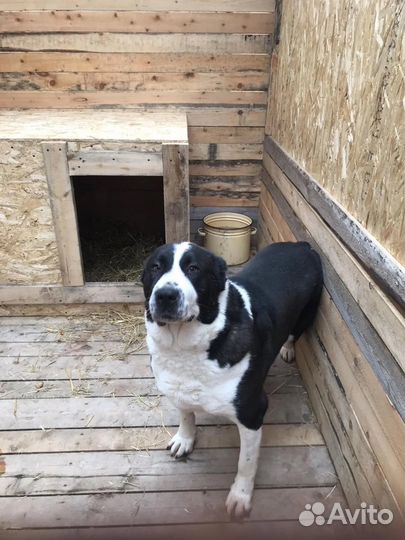 Собака алабай