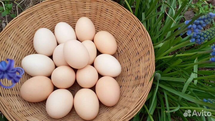 Гипоалергенные полезные домашние яйца