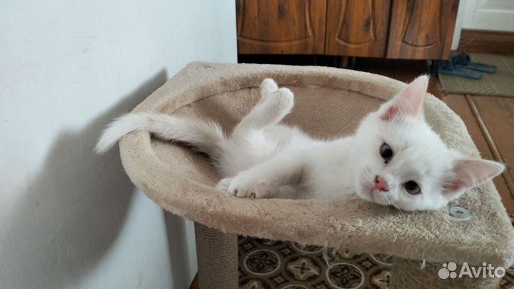 Кошки в добрые руки