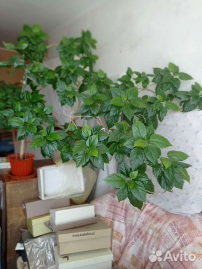 Гибискус китайская роза