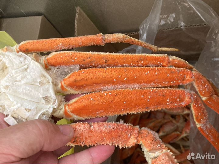 Краб стригун