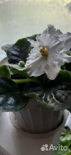 Фиалки сортовые крупноцветковые