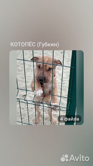 Отдам в добрые руки