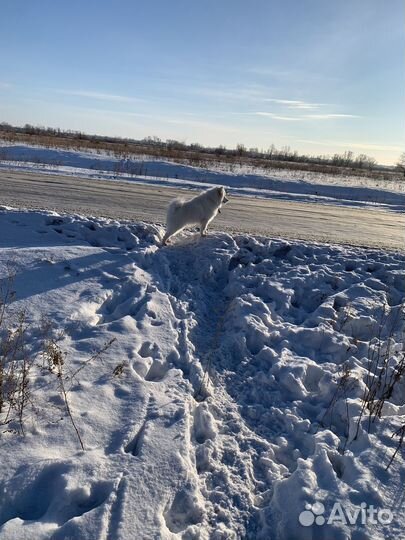 Самоедская лайка