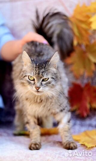 Кошка в дар