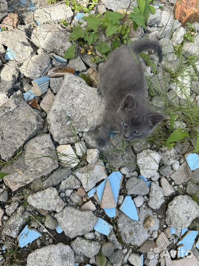 Отдам кошечку