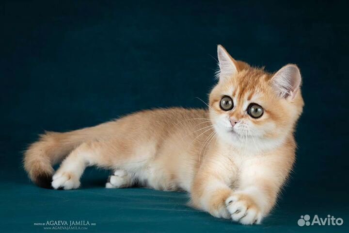 Элитные котята золотая британская шиншилла