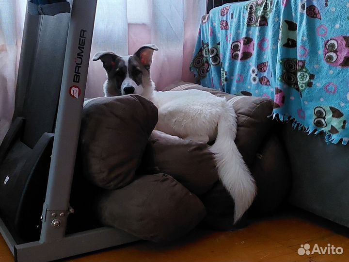 Собачка в дар