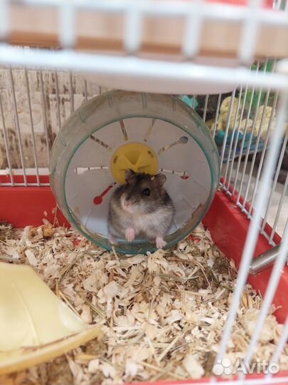 Джунгарский хомяк