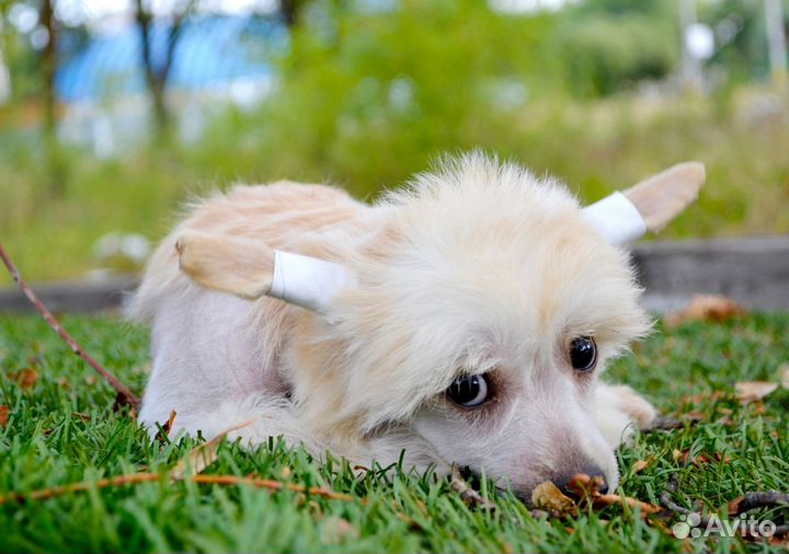 Китайская хохлатая