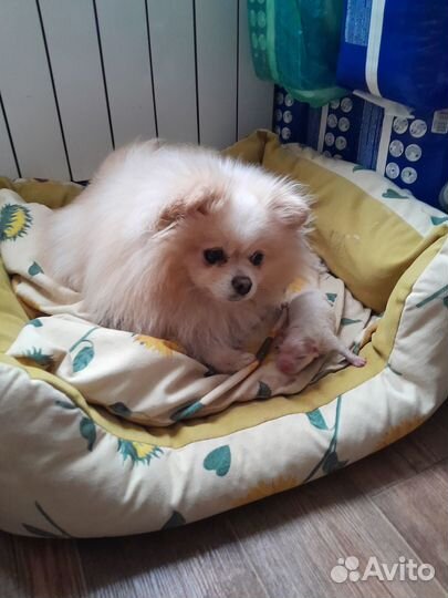 Продам взрослых шпицов