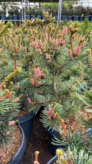 Сосна ирибун