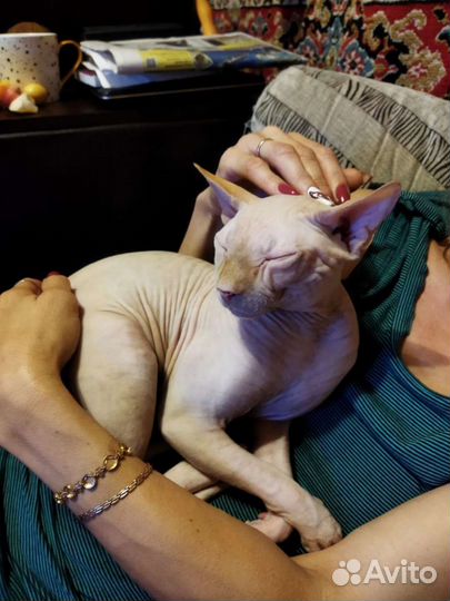 Канадский сфинкс вязка