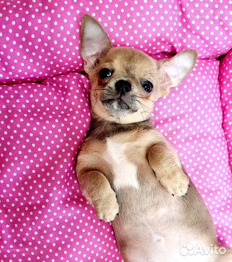 Девочка чихуахуа