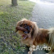 Щенки пекинеса