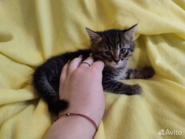 Котëнок Джэк ищет дом