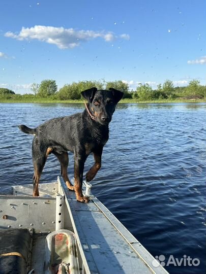 Щенки немецкого ягдтерьера