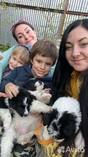 Пушистики привитые с доставкой