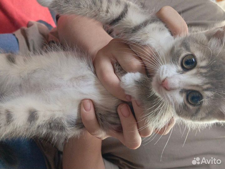Котятки