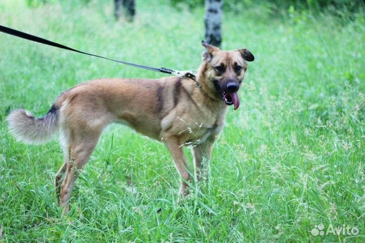 Собака из приюта в добрые руки