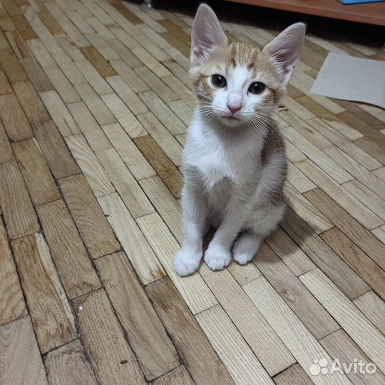 Котята в добрые руки девочка рыжая