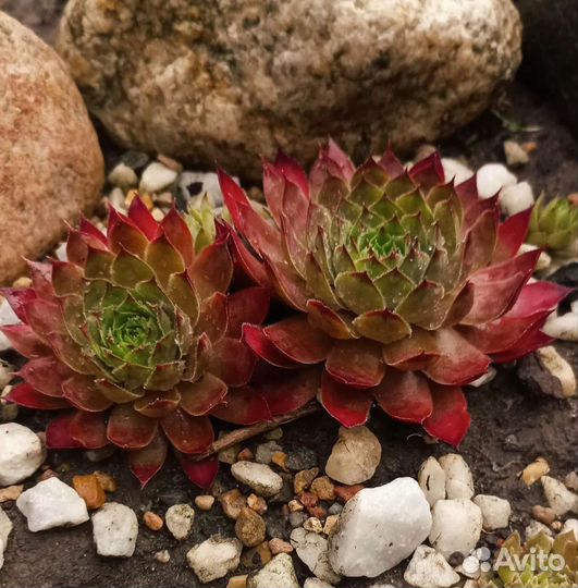 Молодило каменная роза