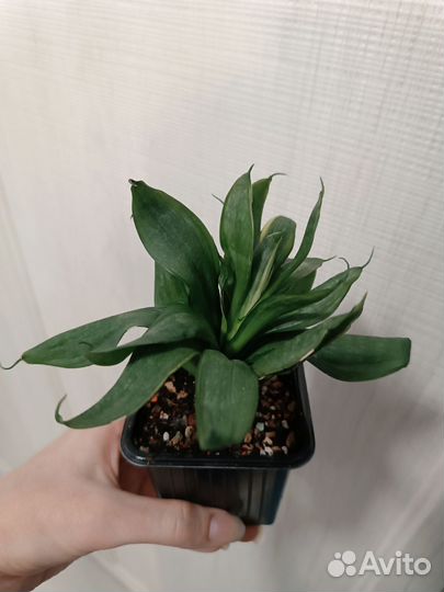 Сансевиерия Ханни Сильвер Фрост / Ханни Грей