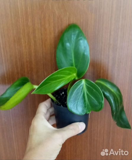 Сингониумы сортовые, пеперомии, монстеры